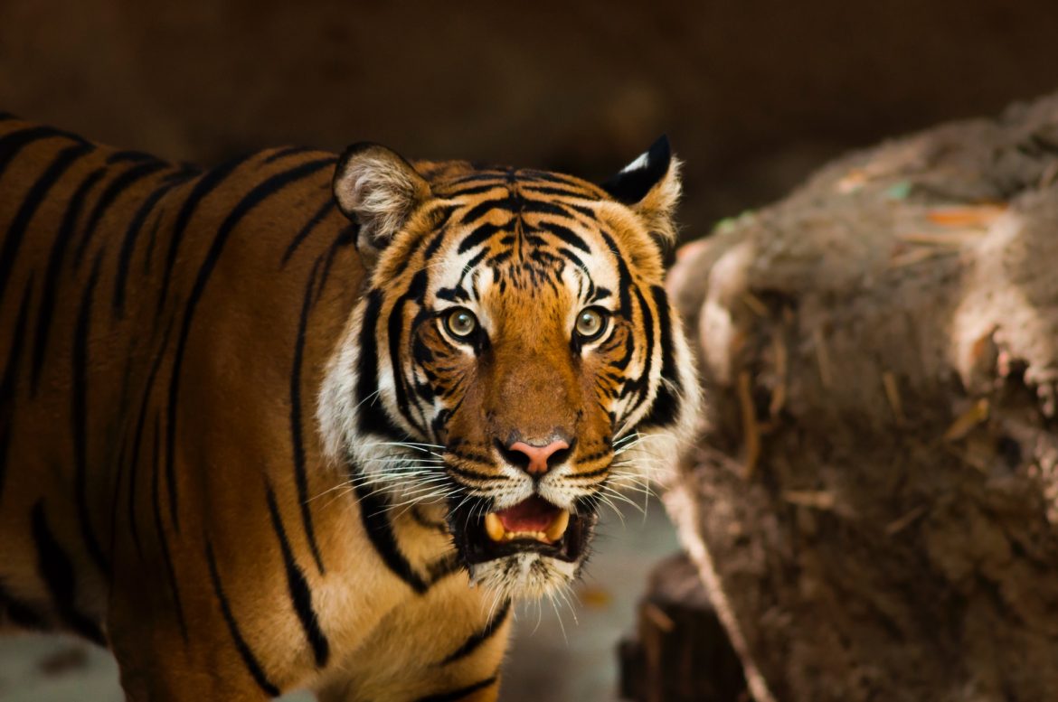 Dierenprints & accessoires Dierenprints & accessoires
