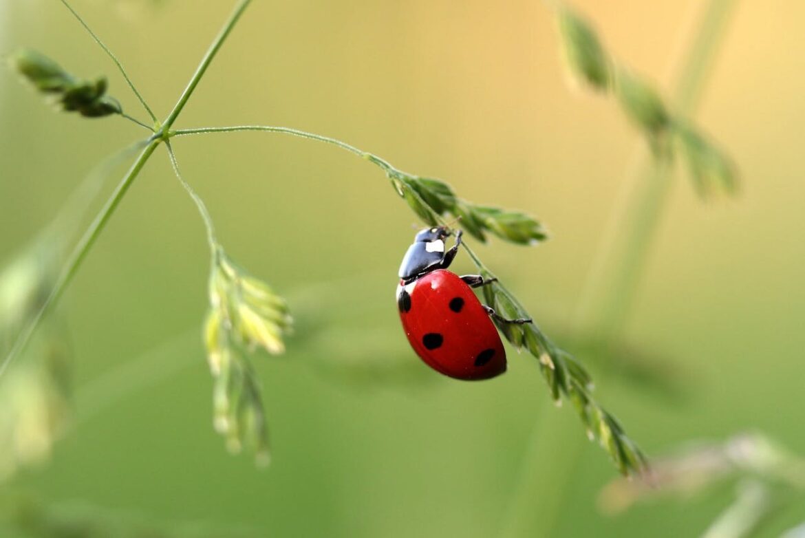 Natuurlijke bestrijding van bladluizen met lieveheersbeestjeslarven Natuurlijke bestrijding van bladluizen met lieveheersbeestjeslarven